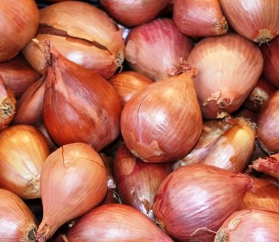 Dutch Shallot Allium cepa (Aggregatum)